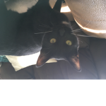 Mini has a cat 🐈