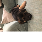 MerMeaty