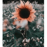 •Flower cuties•