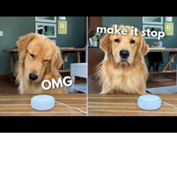 survival the doge in area 51