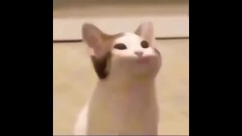 Popcat World