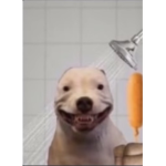Doggo territory