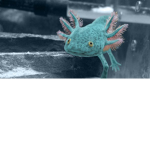Axolotl's dominion