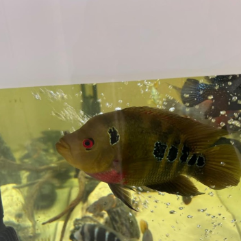 big fish tycoon BETA