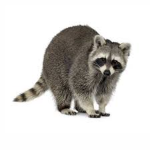 Sotnelupo