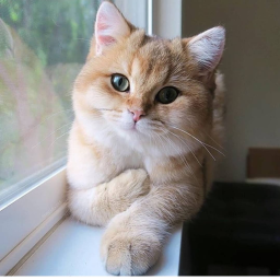 ❁