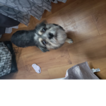 dog is so cute