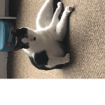 Ellie starfish
