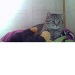 Cat group for cats maybe