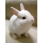 super bunny bro