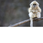 monkey gang yeah yeah