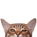 Adopt me group for givaways