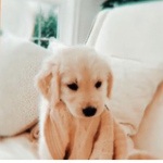 DOGGIES LIVES MATTER