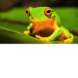 frog school