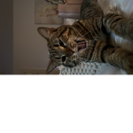 Charlie_tom