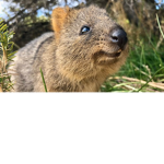 kind quokka's