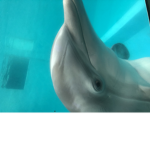 Dolphin...loves