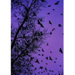 purple tree vibes