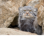 Nelli's Cats