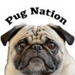 Knights of pug nation