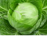 Cabbage Clothing