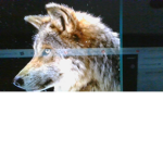 Sunlight wolf, Moonlight wolf, Shadow wolf