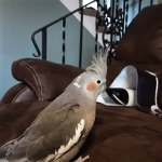 Cool Birds (cockatiels)