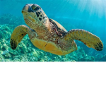 Turtle sqaud made for turtles and turtles onley