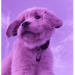 Princess puppy’s group