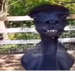 The_ONLY_WEIRD_GROUP