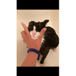 My cat TomTom and my sister