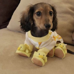 Doggie lovely!