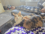 Kitties Buddy Club