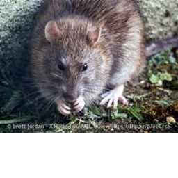 rat race