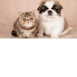 Kitty's animal sqaud
