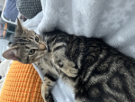 Hearts for cat