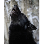 wolf and coyote paw relation co op