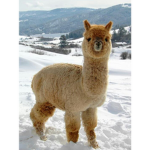 Llama Gang!!!!!!!!!!!!!!!!!!!!!!!!!!!!!!!!!!!!!!!!