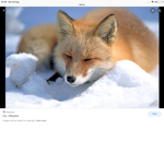 #fox Club