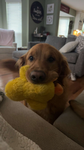 I have a dog