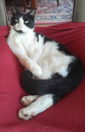 Tuxedo cat studios