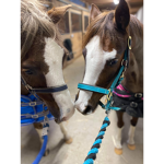 Horse gals in the the world of horses