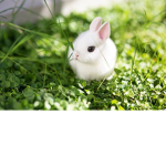 BUNNYS!! FOREVER