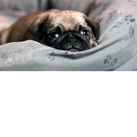 Teddy the dog :)