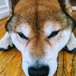 The Floof Shibes