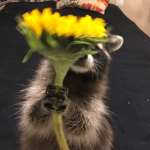 Garbage Raccoons