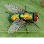 Flies United