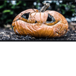 Pumpkin kingdom friends