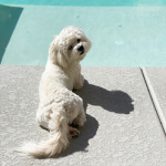 The Dog People Group 1234