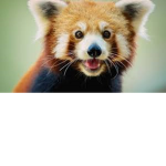 #TeamRedPandas